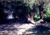 Foreigners visit Borcha’s peace oasis, too danube-borcha