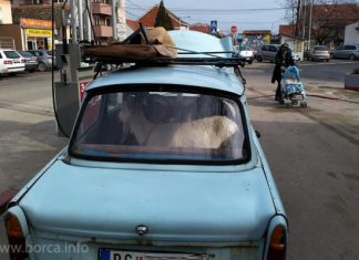 Slika dana u Borči Slika dana - trabant i ovca