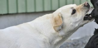 Ovčar napao pudlu i baku u Borči Besan pas napao pudlu