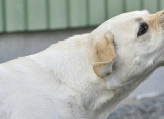 Ovčar napao pudlu i baku u Borči Besan pas napao pudlu
