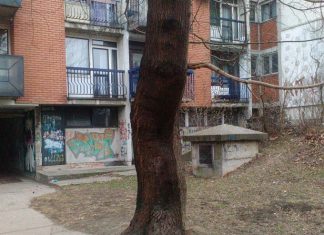 Čudo: “Plače” drvo u Borči Plače drvo u Borči