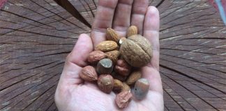 Ka zdravom telu šaka zdrave hrane