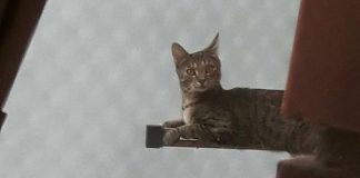 Neverovatna slika lebdeće borčanske mačke (FOTO)
