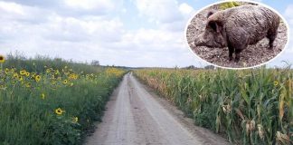 Divlja svinja teroriše bicikliste u Borči Zemljanji put Crvenka