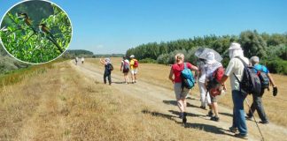 Pešačka tura do Beljarice – Upoznajte našu oazu prirode! Nasip u Borči