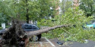 Vetar oborio drvo iz korena (FOTO) Drvo oboreno pod naletom vetra