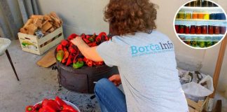 Osećate li još uvek miris pečenih paprika u Borči? Kako se pravi ajvar