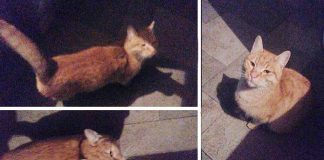 Pronađena mačka u Borči – možda je neko traži Pronađena mačka u Borči