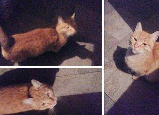 Pronađena mačka u Borči – možda je neko traži Pronađena mačka u Borči