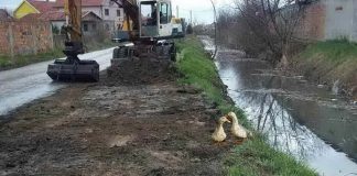 Prve patake danas sletele na očišćeni deo kanala Borčanski pretok Čišćenje kanala