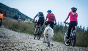 Biciklistički maraton - Kopaonik