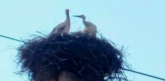 Slika dana: Vratile se rode u Borču Borčanske rode