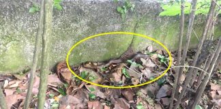 Oprezno! Zmija u školskom dvorištu u Borči Oprezno! Zmija u Borči