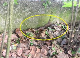 Oprezno! Zmija u školskom dvorištu u Borči Oprezno! Zmija u Borči