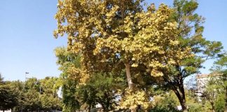 Raspevano drvo u Borči