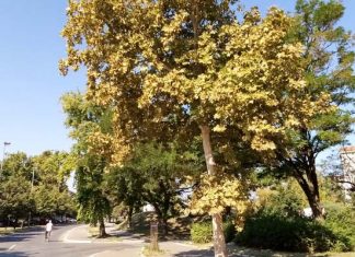 Raspevano drvo u Borči