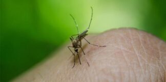 Kod komaraca na Malom Zbegu registrovan virus Zapadnog Nila