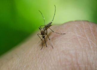 Kod komaraca na Malom Zbegu registrovan virus Zapadnog Nila